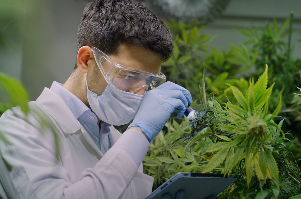 The Hempire Collective tackling security and compliance with Ava Security