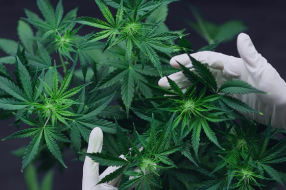 Video security for cannabis